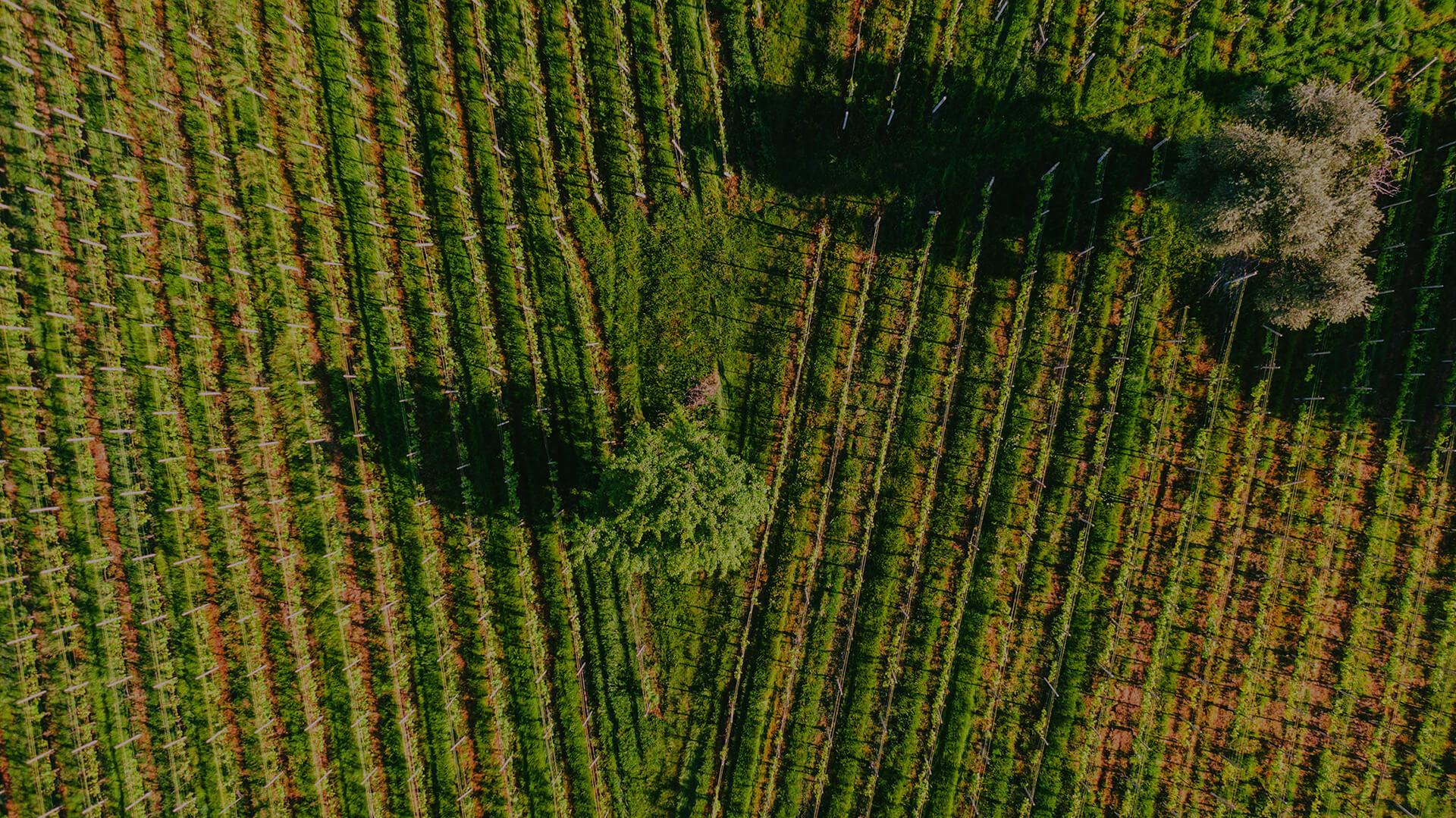 tenutesella-piemonte-vigneti-72dpi